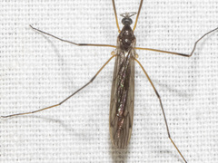 Chioneinae