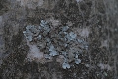 Parmelina tiliacea