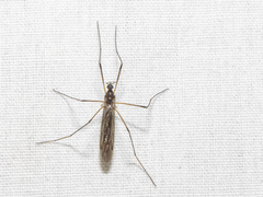 Chioneinae