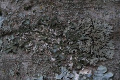 Pleurosticta acetabulum