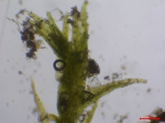 Dicranella staphylina