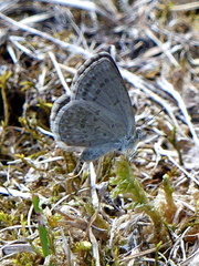 Zizina