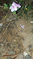 Cyrtopodion scabrum