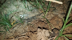Cyrtopodion scabrum