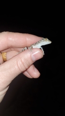 Cyrtopodion scabrum