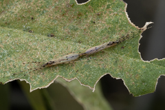 Styringomyia