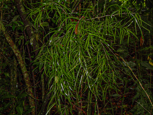 Asparagus falcatus image