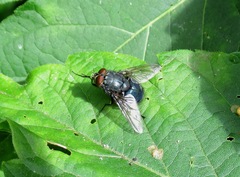 Calliphora vomitoria
