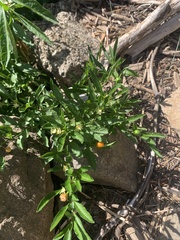Solanum pseudocapsicum