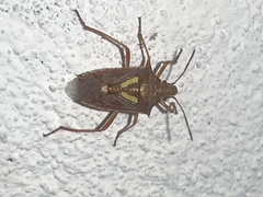 Oebalus