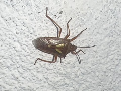 Oebalus