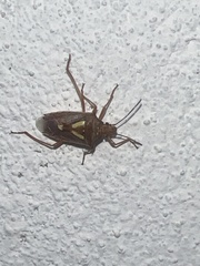 Oebalus