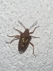 Oebalus