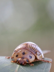 Paropsisterna intacta