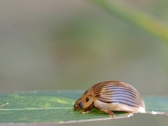 Paropsisterna intacta