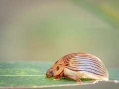 Paropsisterna intacta