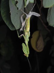 Hierodula tenuidentata