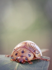 Paropsisterna intacta