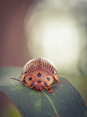 Paropsisterna intacta