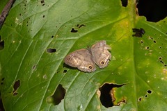 Cissia