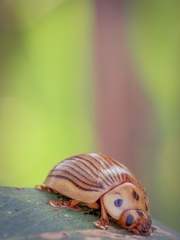 Paropsisterna intacta