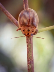 Paropsisterna intacta