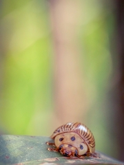 Paropsisterna intacta