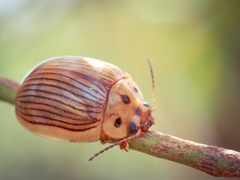 Paropsisterna intacta