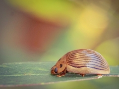 Paropsisterna intacta