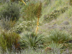 Aciphylla