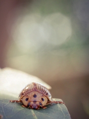 Paropsisterna intacta