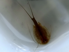 Triops