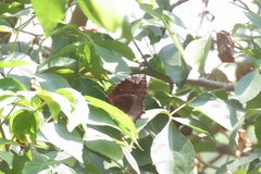 Elymnias hypermnestra