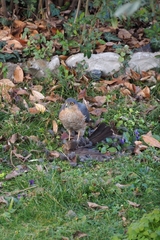 Accipiter nisus