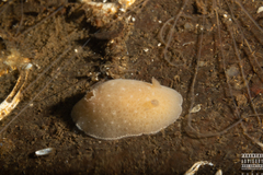 Jorunna tomentosa