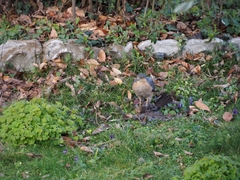 Accipiter nisus