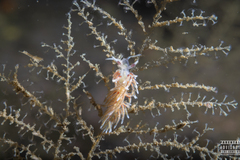 Rubramoena rubescens