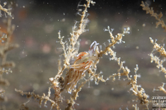 Rubramoena rubescens