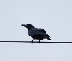 Corvus frugilegus