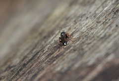 Pompiloidea