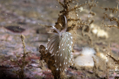 Facelina bostoniensis