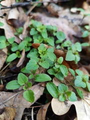 Veronica hederifolia-sublobata-triloba
