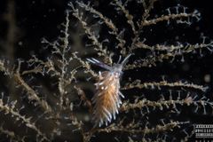 Rubramoena rubescens
