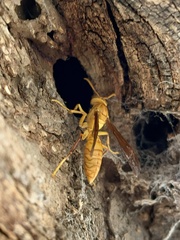 Polistes wattii