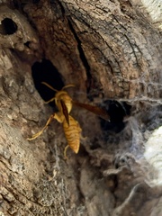 Polistes wattii