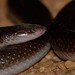 Southern Stiletto Snake - Photo (c) Joubert Heymans, some rights reserved (CC BY-NC-ND), uploaded by Joubert Heymans