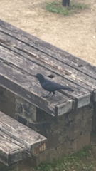 Corvus macrorhynchos