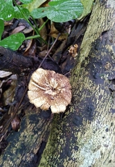 Lentinus crinitus