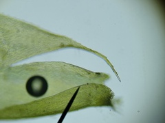 Herzogiella seligeri