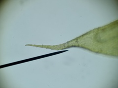 Herzogiella seligeri